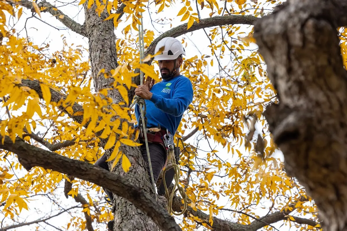 Skilled Emergency Tree Service crew working in Hebron